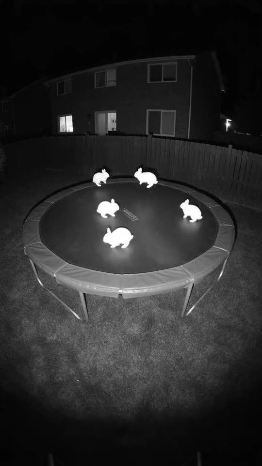 Doorbell cam: bunnies on a trampoline — Seedance 2.5